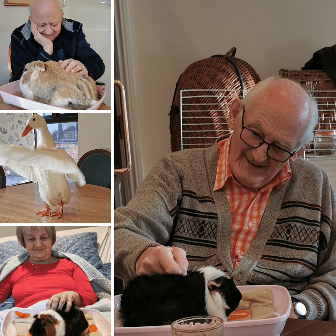 Residents interacting with animals